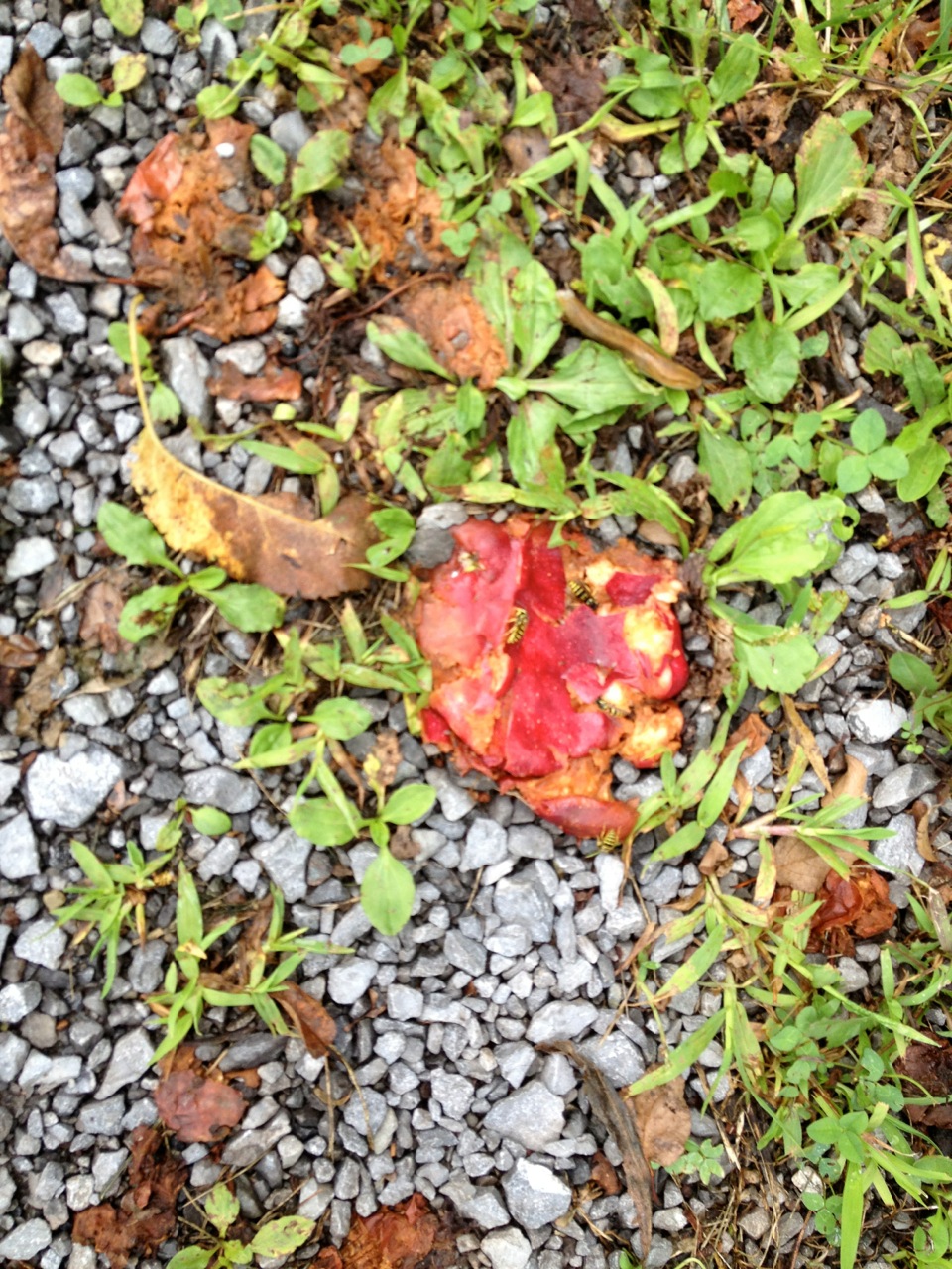 Bees On The&nbsp;Apples