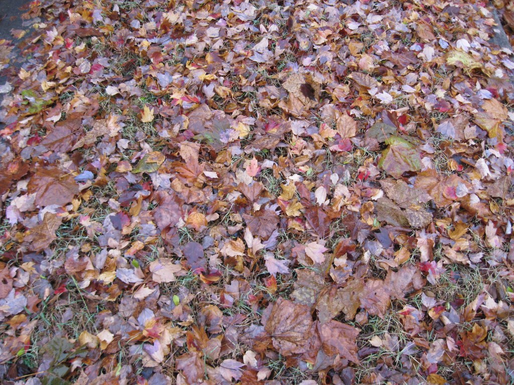 December Leaves