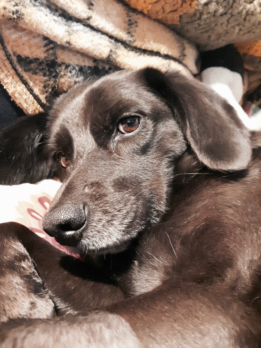 The Old Dog&nbsp;Tour